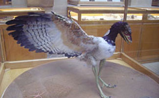 Archaeopteryx