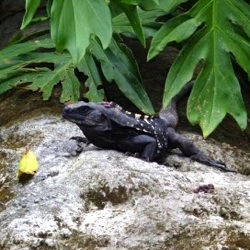 Black and White Iguana