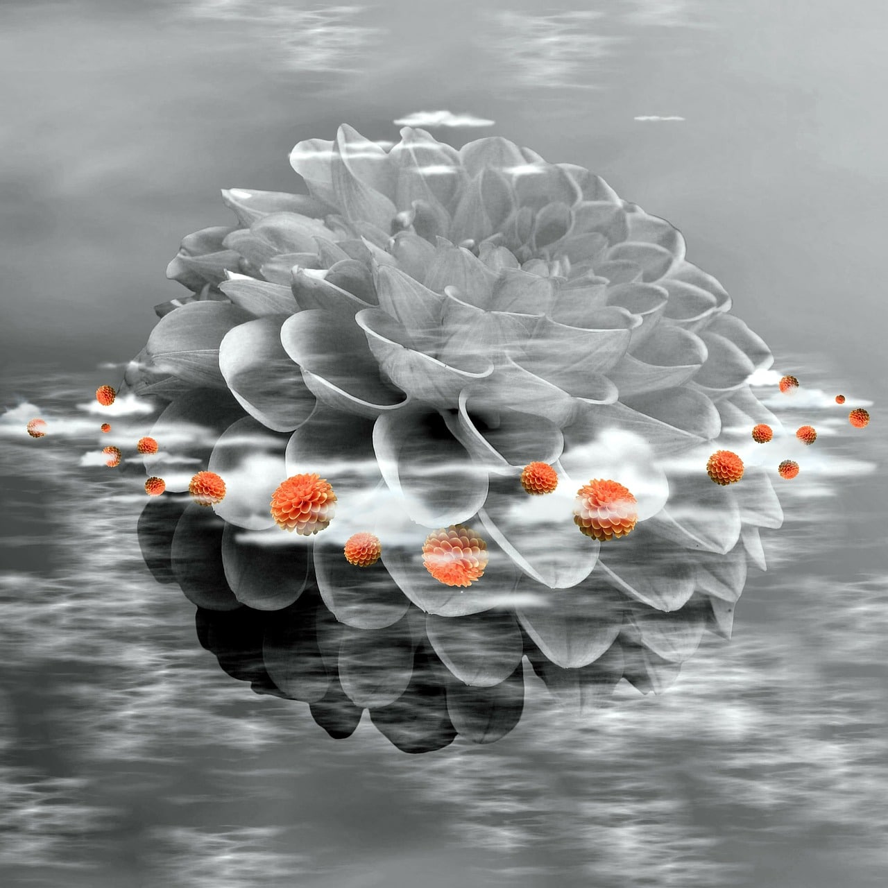 dahlia, blossom, bloom, fall, dahlias, garden flower, plant, graphic, beautiful, nature, flower, black, white, planet, black-and-white, isolated, astronomy, emotion, motivation