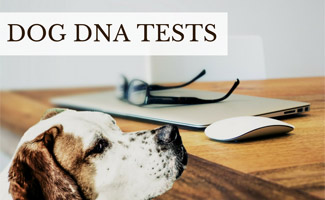 Dog and laptop with eye glasses (Caption: Dog DNA Tests)