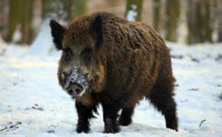 Hogzilla in snow