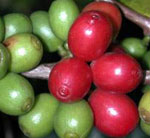 Red coffee berries